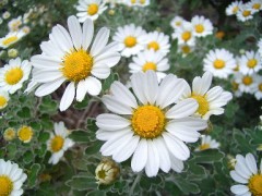 夢があるから生きられる。