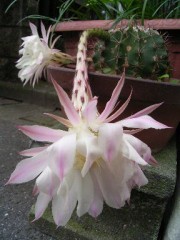 墓や仏壇は要らない。