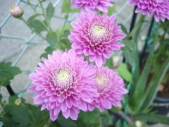 死からの旅立ち