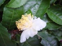 腰痛や　木枯らし連れて　来たりしか