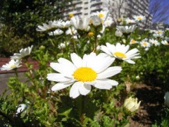 三が日も終わる。