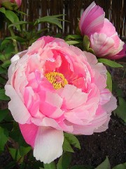 今日は整骨院に