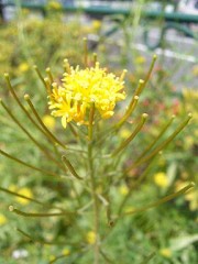 夕陽が泣いている