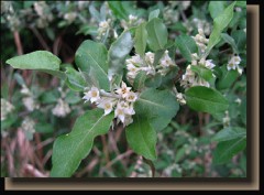 赤い糸の伝説。