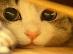 【お題日記】カキ氷、何味が好き？