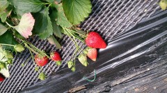 こーいーしちゃったんだ♪