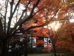 久しぶりの紅葉見物