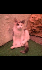 【お題日記】恋人の携帯