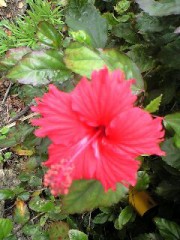 【お題日記】親友と同じ人を好きになったらどうする？