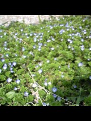 日本の救世主になって下さい