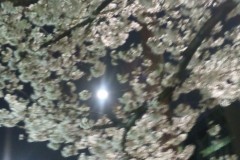 【お題日記】○○デビュー！