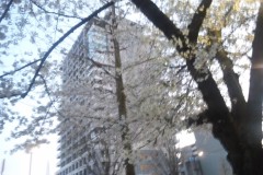 【お題日記】あなたが感じる日本の良さは？