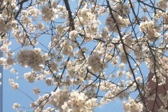 【お題日記】今年こそリベンジしたい！