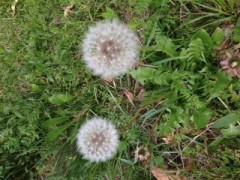 【お題日記】甘えるのと甘えられるのどっちが好き？