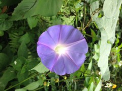 【お題日記】マイペースっていいの？