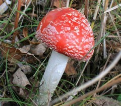 【お題日記】Hの前にこっそりやってること