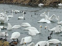 白鳥さんバイバイ☆