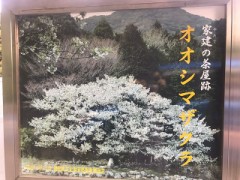 【お題日記】好きな花は何ですか？