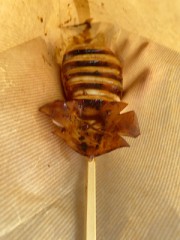 【お題日記】最近マッチ使った？