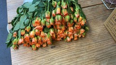 【お題日記】HなDVDで見たい企画ものは？