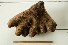 好きな地方の特産品は何ですか？