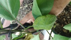 【お題日記】最近こんな性癖が目覚めました