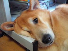 弊社の暴君？(丁寧語編)