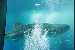 沖縄に行ってきました。