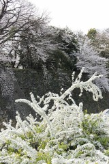 名古屋城の桜と本丸御殿の金屏風