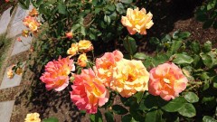 【お題日記】デジカフェって1日にどのくらい見てる？