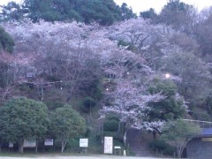 お花見に行きました。