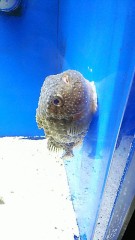 どないせいっちゅーねん(^_^;)))