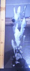 【お題日記】精力つける時はこれ食べてます