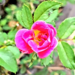 【お題日記】懐かしのテーマパーク