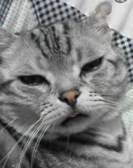 今日のにゃんこ