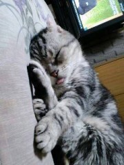 今日のにゃんこ