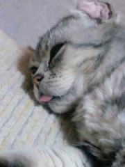 今日のにゃんこ