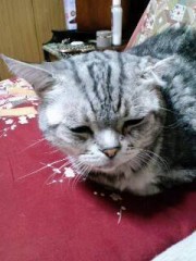 今日のにゃんこ