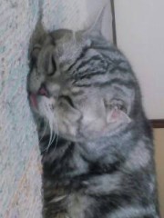 今日のにゃんこ