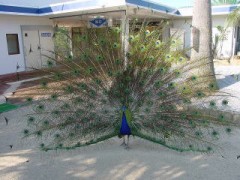 声の低い男・・・