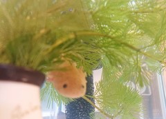 【お題日記】キュンしちゃう動物