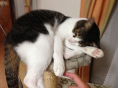 友達の家のネコ