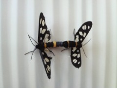 暑い！から全裸なう