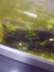 ウイローモスの写真