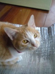 日々太りゆく猫