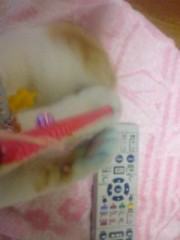 日々太りゆく猫のコメント