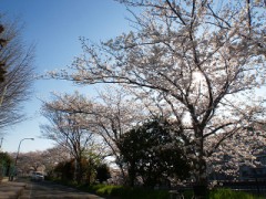 【お題日記】好きな動物