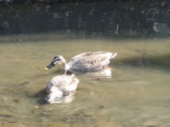 【お題日記】こんなコレクションしてました