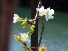 春ですね