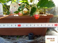 【お題日記】家庭菜園してる？